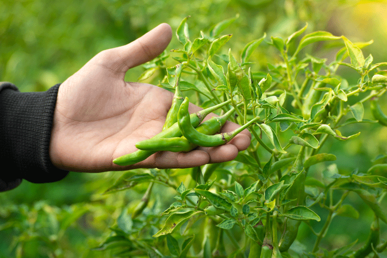 Hand-holding-green-Chillies-1
